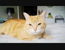 ホモと見るビートボックスと猫ちゃん.kawai