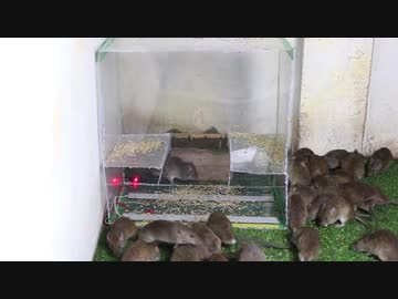 ホモと学ぶネズミトラップ.dash