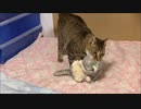 せっせとぬいぐるみを運んではいたぶるネコさん