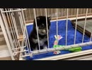 【豆柴】生後60日の子犬が家にやってきた！【可愛すぎる】