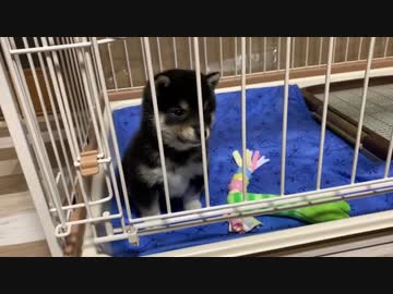 【豆柴】生後60日の子犬が家にやってきた！【可愛すぎる】
