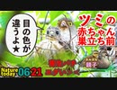 0621【ツミの赤ちゃん灰色お目々、巣立ち前】カワラヒワひまわり。カルガモ親子【今日撮り野鳥動画まとめ】