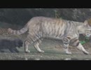 子猫を雨の中見守る親猫