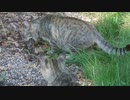 周囲を威嚇しながら魚をくわえる野良猫