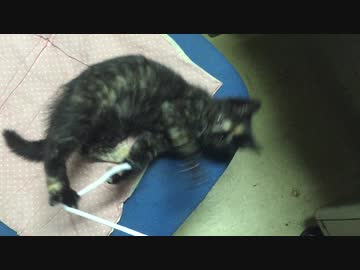 紐で遊ぶ子猫あずき
