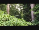 風見芳明