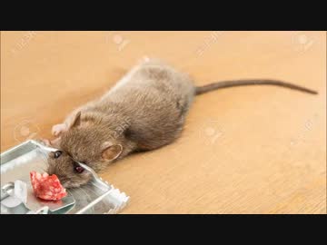 ホモと学ぶネズミトラップ.dynamite