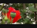 一ノ瀬君枝
