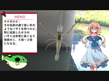 そらさんと釣りの思い出８　初心を思い出す釣行～テナガエビ・チチブ～