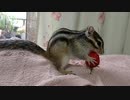 イチゴもぐもぐシマリスさん