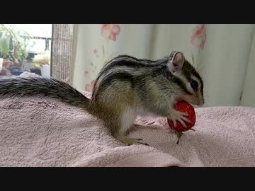 イチゴもぐもぐシマリスさん
