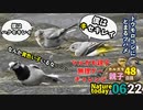 0622【マルガモ親子の無理ゲー引っ越し】ハクセキレイ親子にキセキレイ混ざる。トウモロコシにツバメ。【今日撮り野鳥動画まとめ】