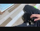 【豆柴】21歳ワイ、初めて子犬のお世話をする【ニヤニヤが止まらない】