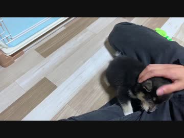 【豆柴】21歳ワイ、初めて子犬のお世話をする【ニヤニヤが止まらない】