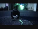 モノクロの重鎮猫、過酷な外猫社会を制覇する