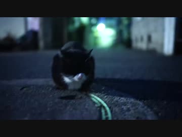 モノクロの重鎮猫、過酷な外猫社会を制覇する