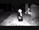 ホモと学ぶネズミトラップ．Racoon
