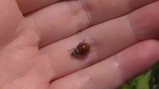 湿原の植物探してみた【やどけん！】