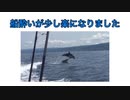 （海釣り）天然の「イルカ」に出会う！（船釣り）