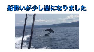 （海釣り）天然の「イルカ」に出会う！（船釣り）