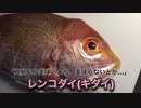 真鯛より美味しい？！謎の鯛で絶品3品！（レンコダイ）
