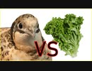 レタス vs ヒメウズラ【Lettuce vs. quail】生菜VS鹌鹑