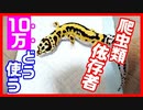 【特別定額給付金】爬虫類依存者は１０万を貰ったら何に使うのか？