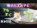 車内で家猫訓練 ２【野良猫の保護まであと12日】