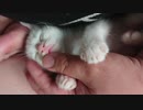 拾い猫の子育て15