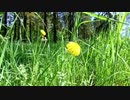 一ノ瀬君枝