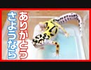 【お迎えして頂きました】レオパの新しい飼い主さんが決まりました【夢が一つ叶う】