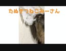 ニャンボー怒りの紙破り【みーさん】