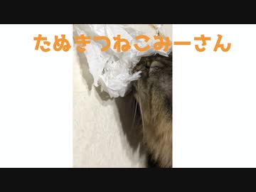 ニャンボー怒りの紙破り【みーさん】