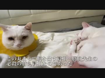 白たぬきのジレンマ、愛ゆえに猫パンチ