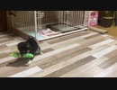 【豆柴】生後2ヶ月の子犬と遊んでいたら、まさかのハプニング・・・【かわいい】