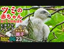 0623【ツミの赤ちゃん白くてほわほわ】ヒヨドリ超近く、オナガ雛、カワセミ親子など【今日撮り野鳥動画まとめ】いきものがたり