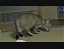狩りのレベルが上がった？タタルさん　＃170