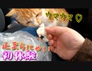 初めての鶏肉を喋りながら食べる野良猫