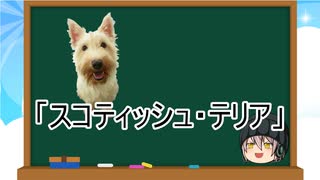 【ゆっくり解説】犬種２６：スコティッシュ・テリア