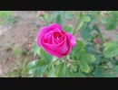 風見芳明