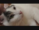 床が気持ちよくてついついエンジンを吹かしてしまってる猫