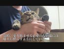 基礎疾患を抱えた猫たちへの投薬の挑戦記録