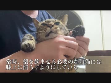 基礎疾患を抱えた猫たちへの投薬の挑戦記録