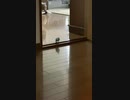 パタパタ駆け寄るインコ
