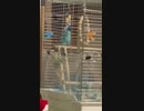 インコメトロノーム
