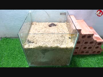 ホモと学ぶネズミトラップ.watertrap