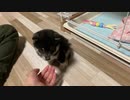【豆柴】小屋の掃除とイチャイチャタイム【飼育3日目】
