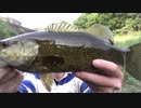 お久しぶりです(魚釣り)