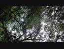DRYAD / MUSIC CUBE