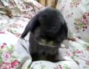大ジャンプ！